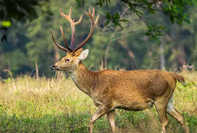 kanha national park