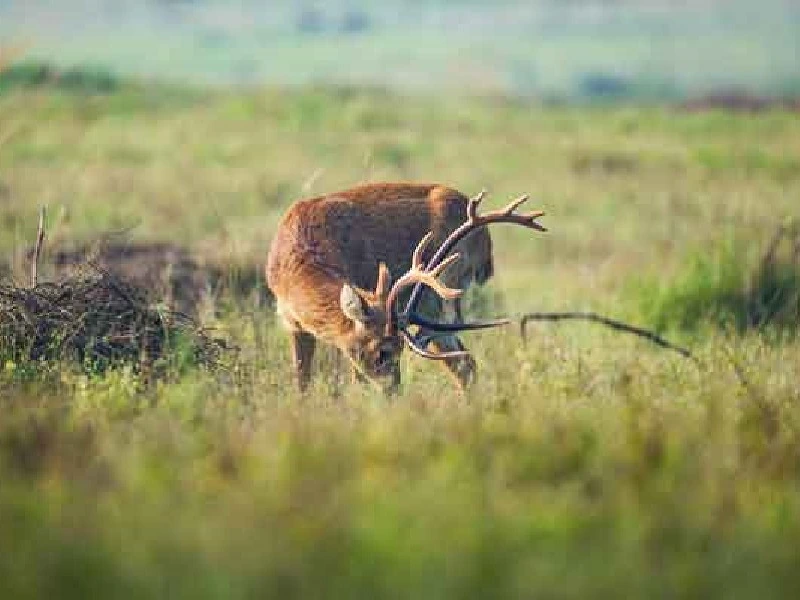 barasingha deer of kanha national park