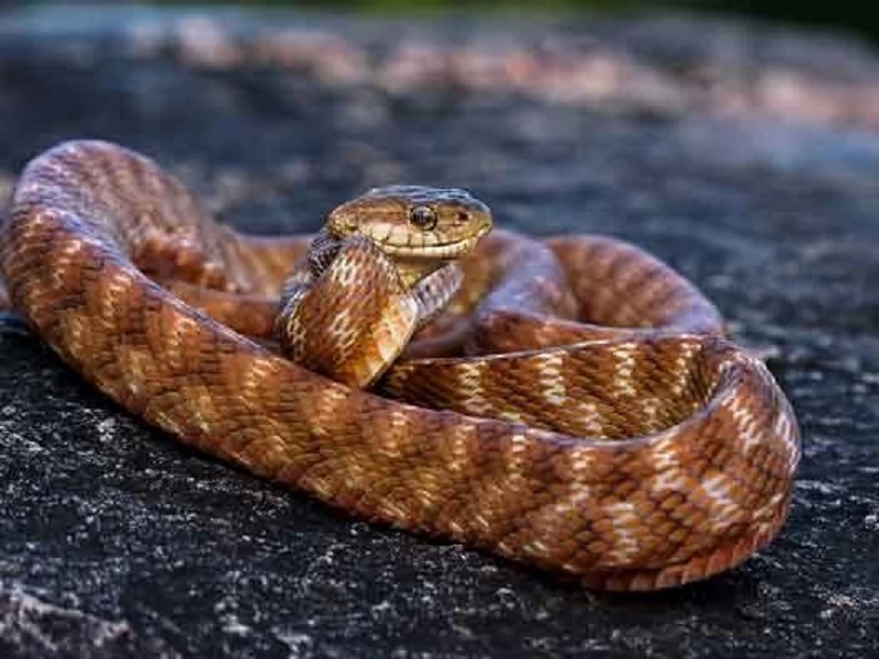 brown snake resting on a rock