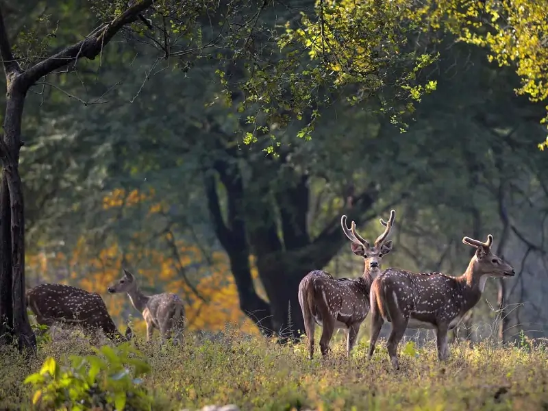 deer of kanha national park