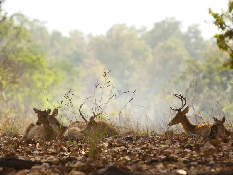deer resting on a forest