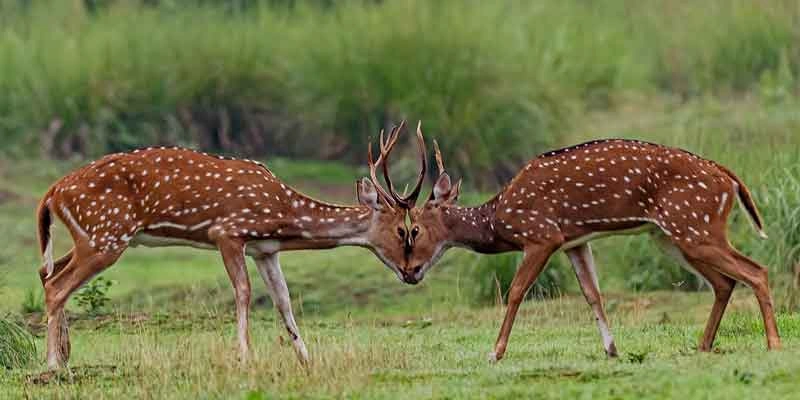deers in kanha national park