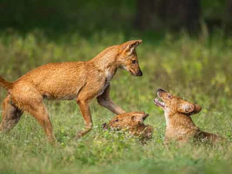 indian wild dogs dholes