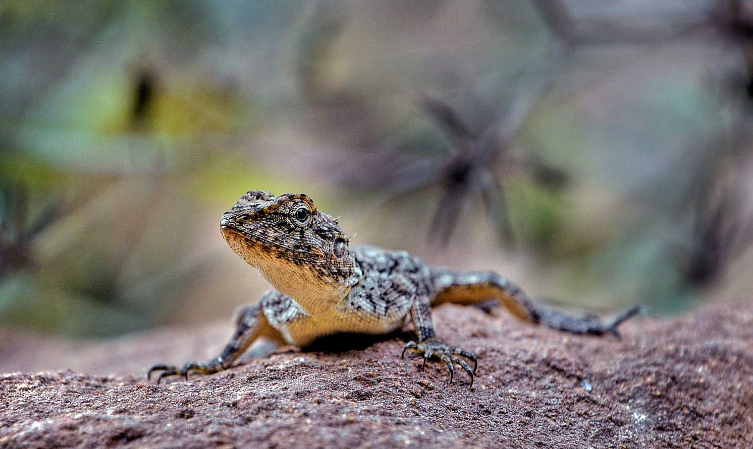 Wildlife in Kanha