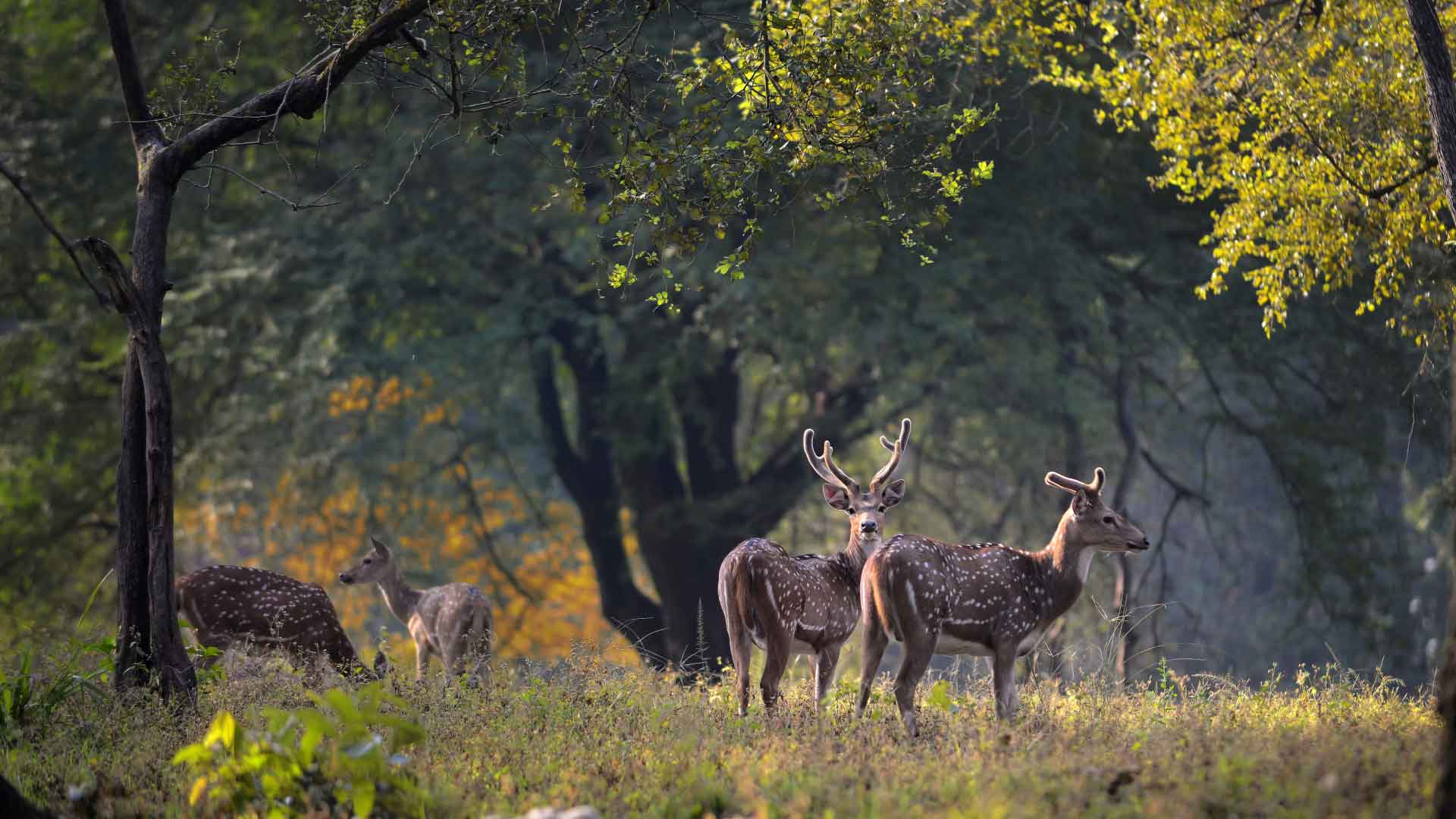 Tiger Safari in Kanha