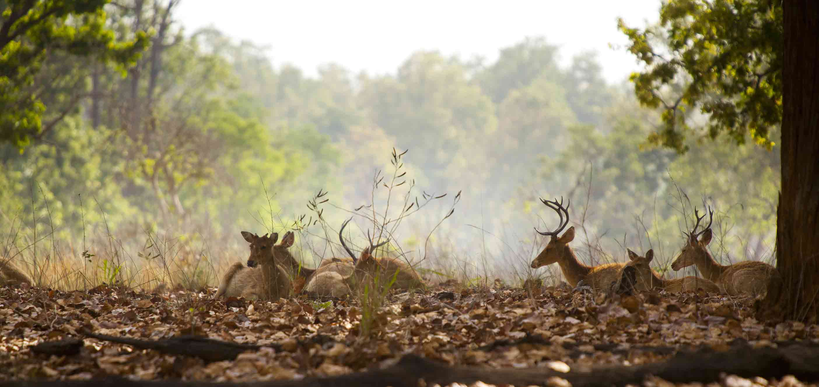 Barasingha in Kanha