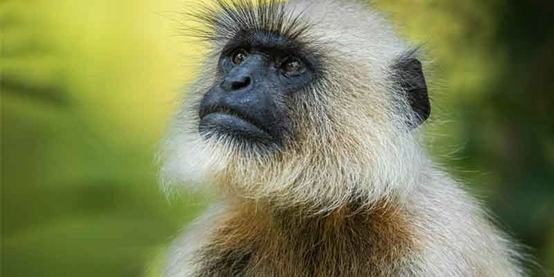 langur monkey of kanha national park