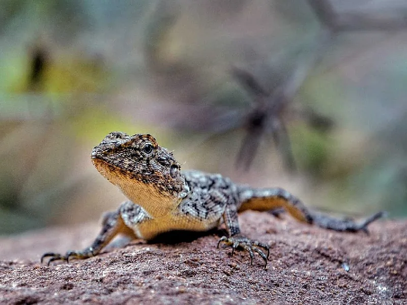 lizard on a rock