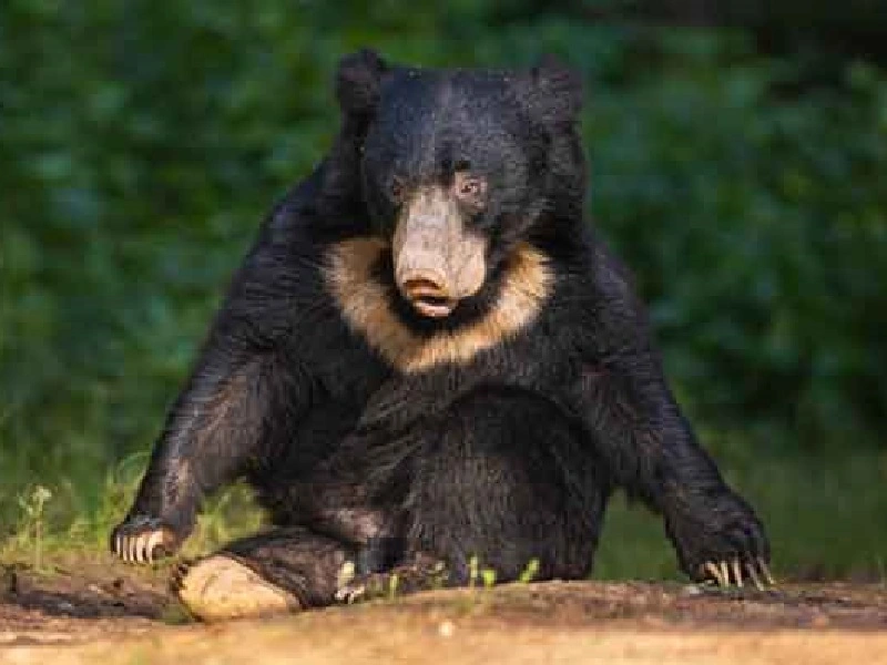 sloth bear in kanha national park