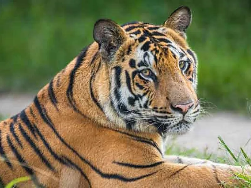 tiger of kanha national park