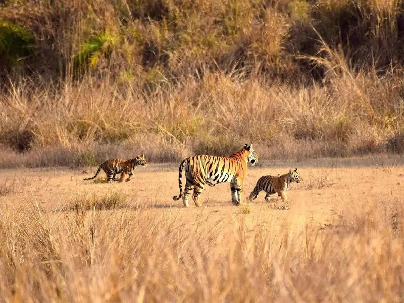 tigress walking with her two cubs