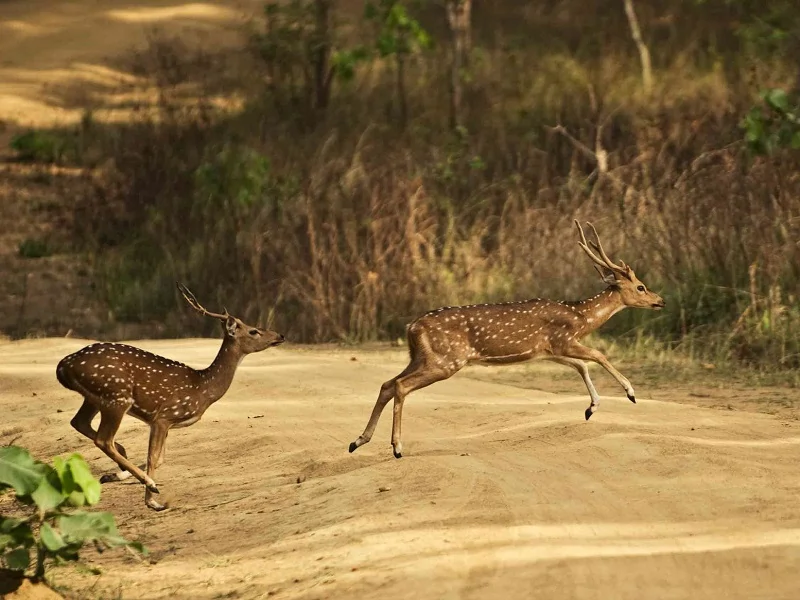 two spotted deer in kanha national park