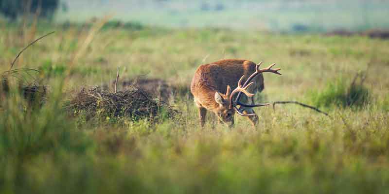 Wildlife in Kanha