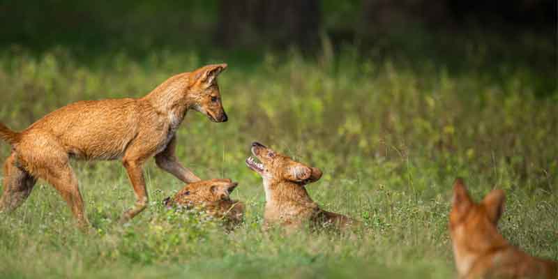 Kanha Wildlife