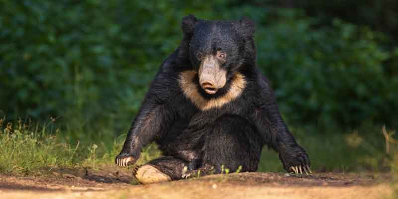 Wildlife in Kanha National Park