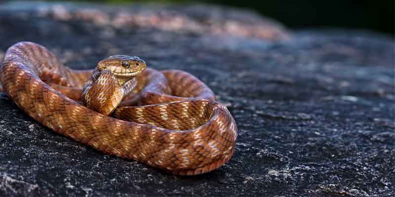 Wildlife in Kanha