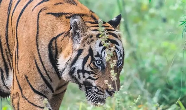 india tiger safari