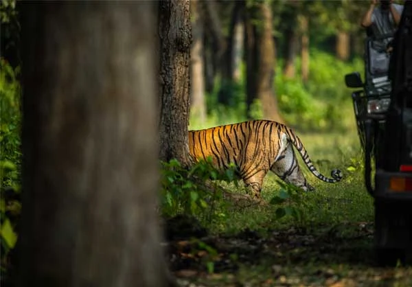 bandhavgarh lodge