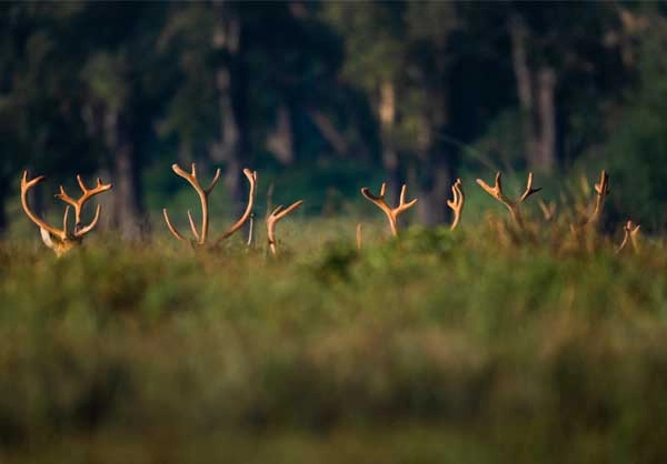 satpura kanha bandhavgarh