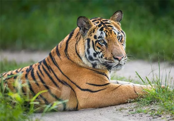 classic tiger trails
