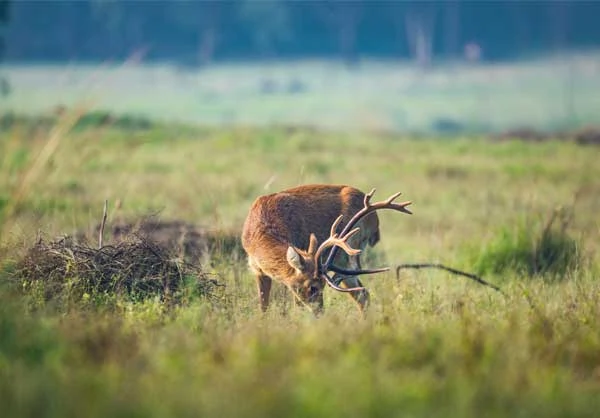 kanha pench