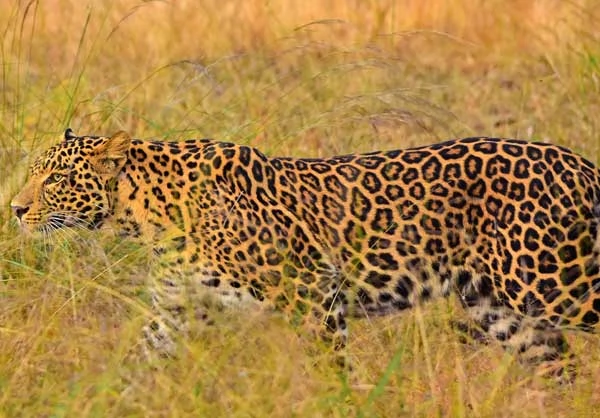 satpura kanha lodge