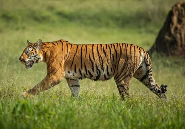 land tiger trails