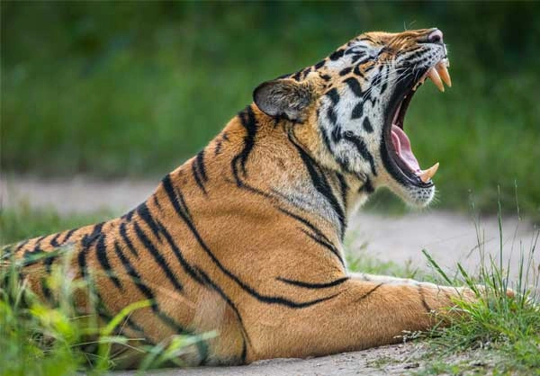 tiger big image