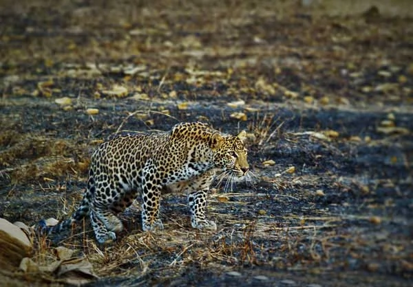wildlife trails