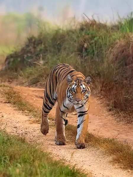 kanha jungle safari