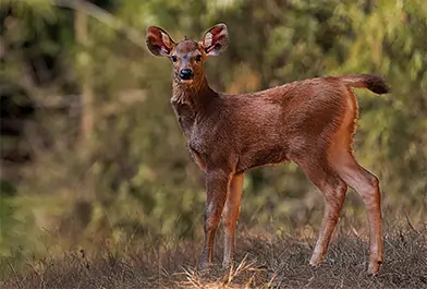 kanha national park wildlife