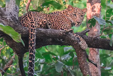 leopard of kanha national park