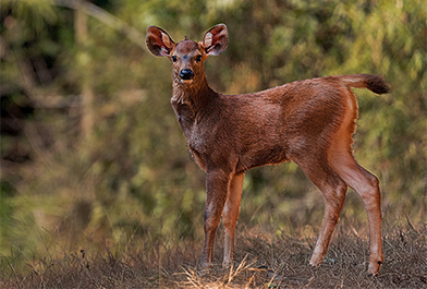 Kanha National park