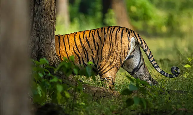 tiger tour india