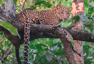 Kanha National park