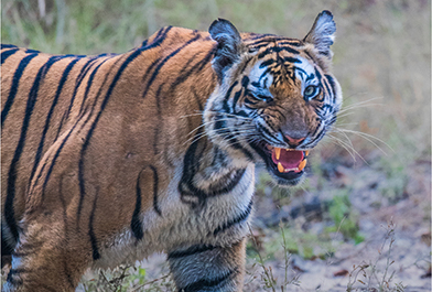 Kanha National park