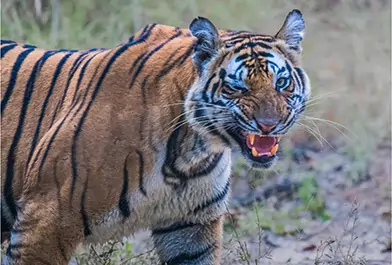 kanha national park