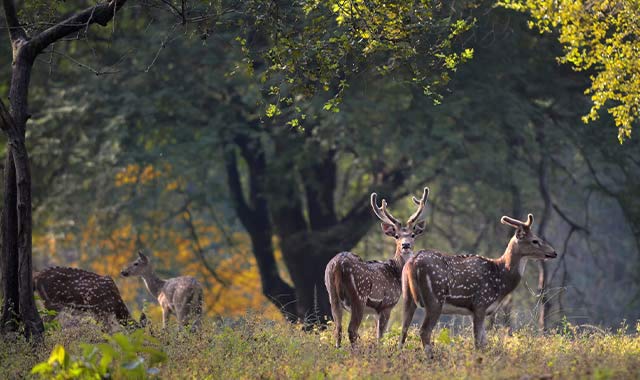 Top Activities to do in Kanha