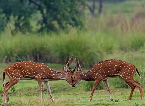 wildlife in kanha