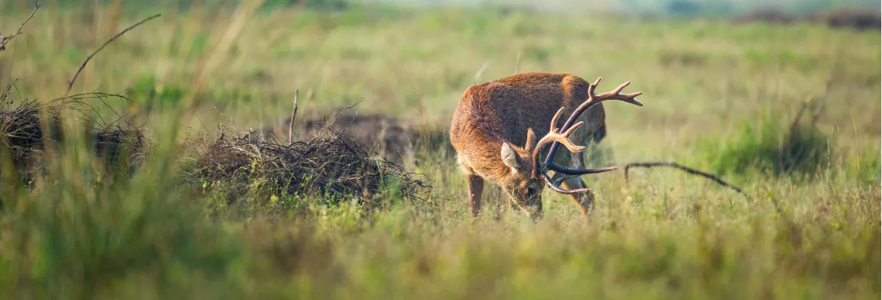 wildlife kanha national park