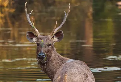wildlife of kanha national park